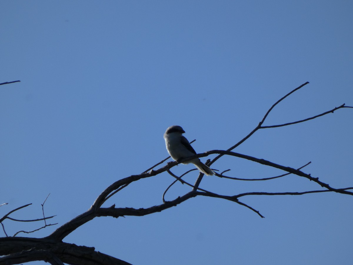 Loggerhead Shrike - ML638022649