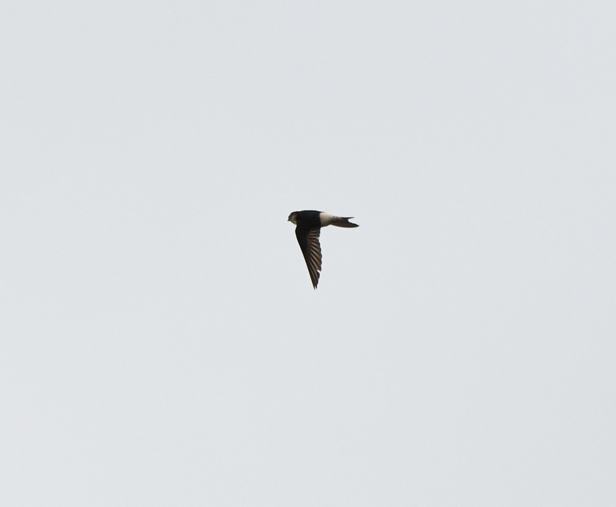 Tree Martin - ML638022661