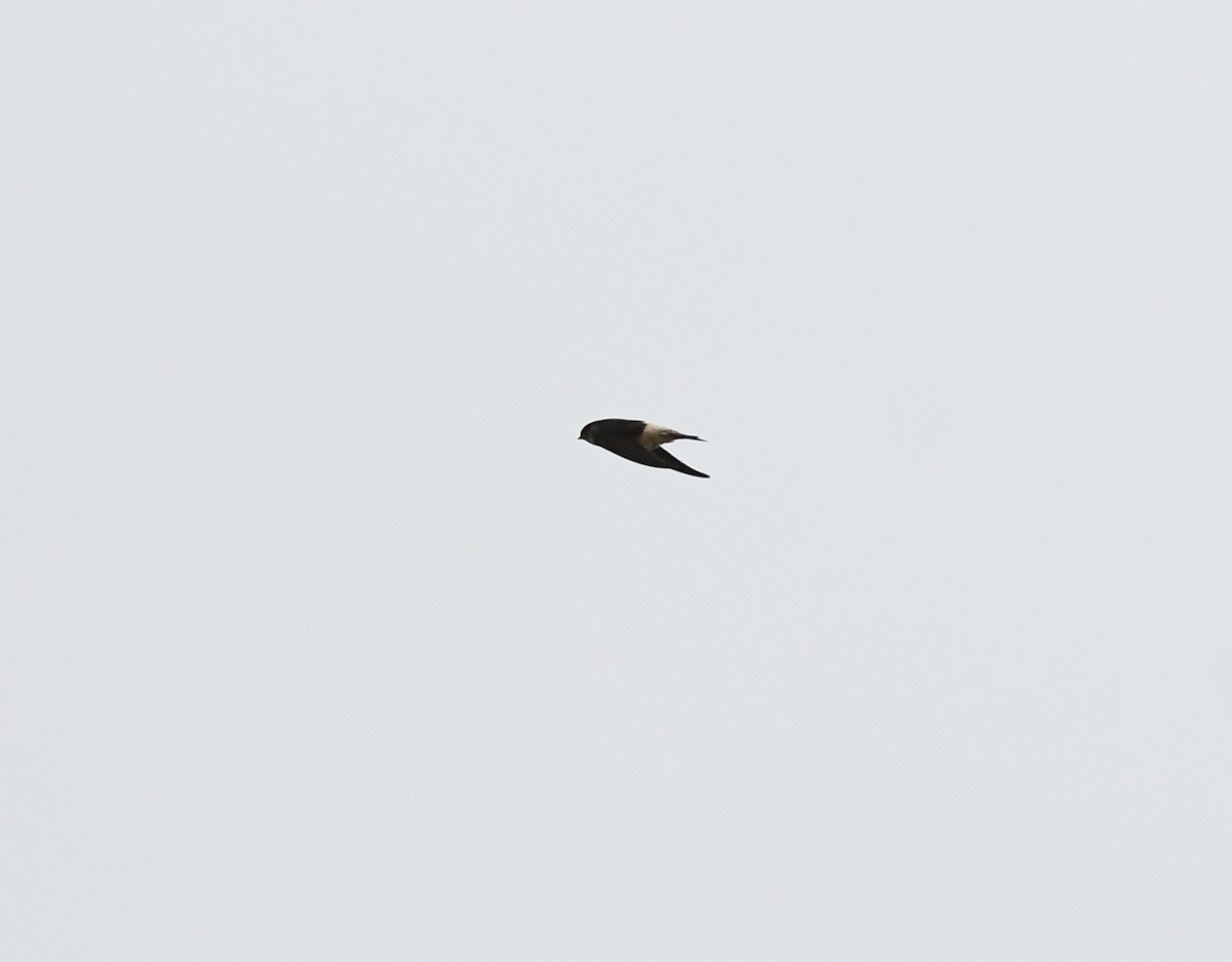 Tree Martin - ML638022662