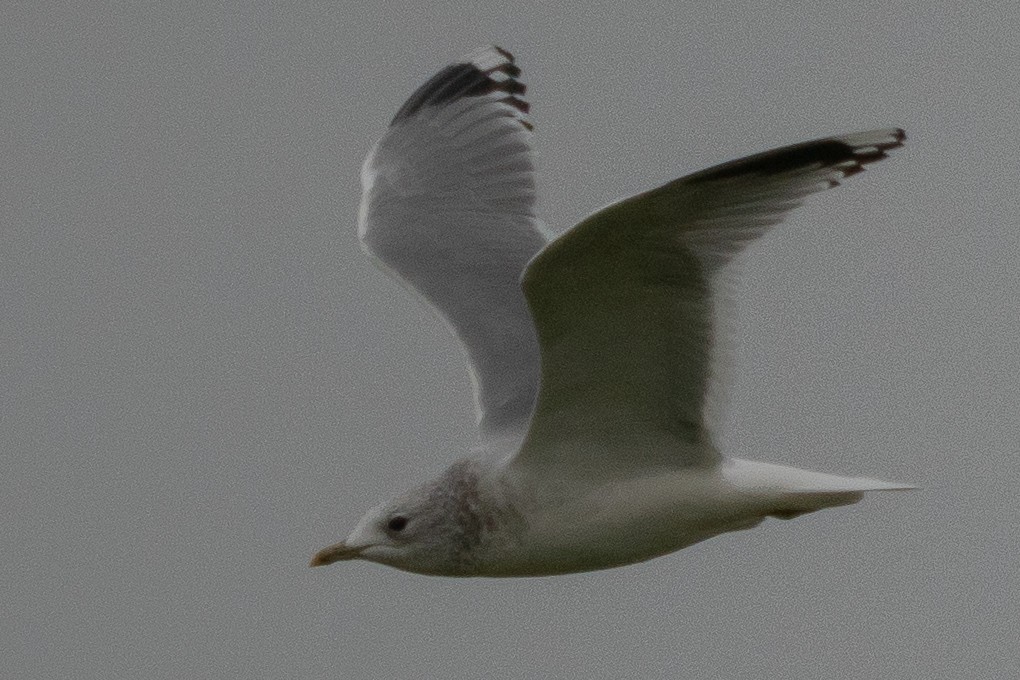 Common Gull (European) - ML638022671