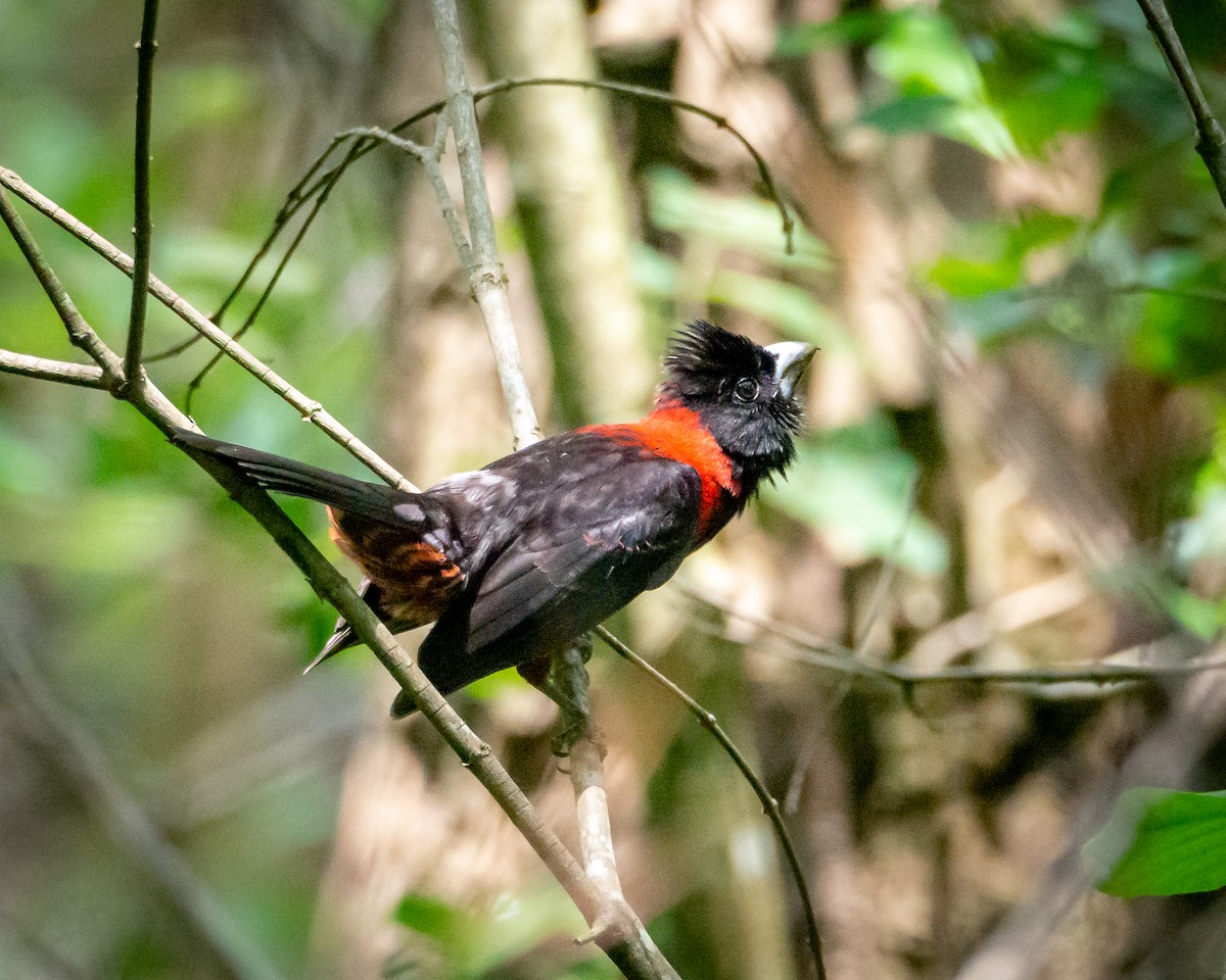Crimson-collared Grosbeak - ML638022673