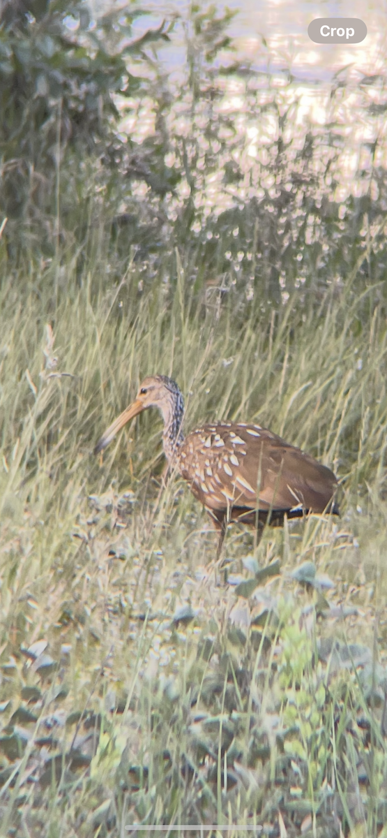 Limpkin - ML638022685