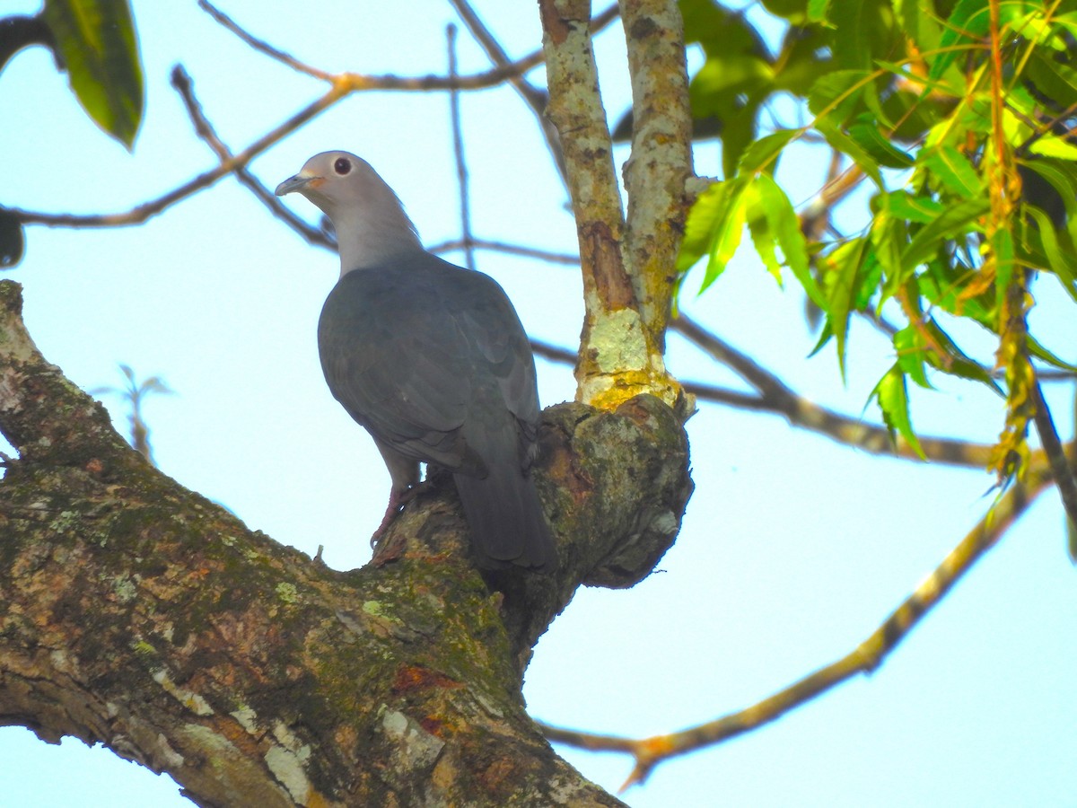 Green Imperial-Pigeon - ML638022701