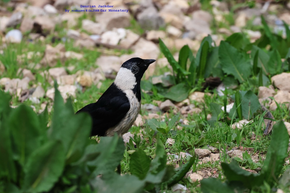 Daurian Jackdaw - ML638022729