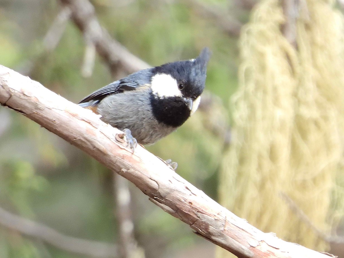 Rufous-vented Tit - ML638022731