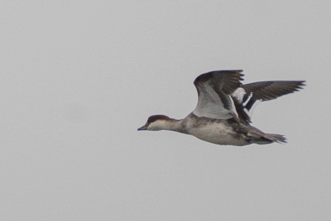 Smew - ML638022732