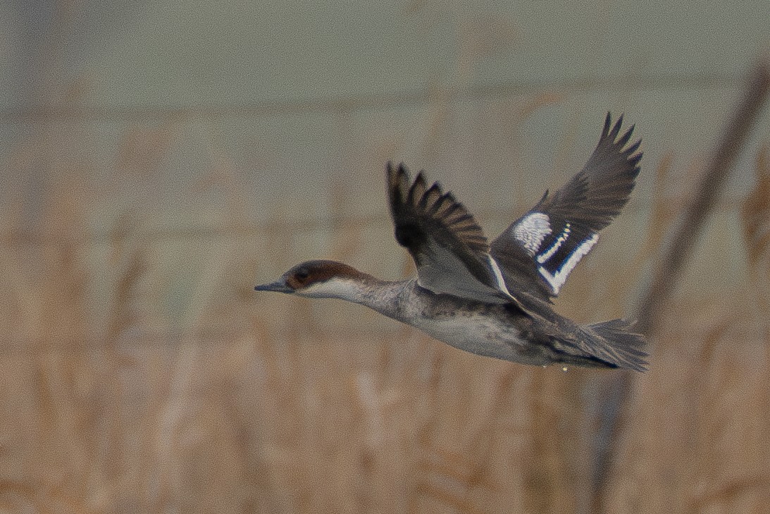 Smew - ML638022733