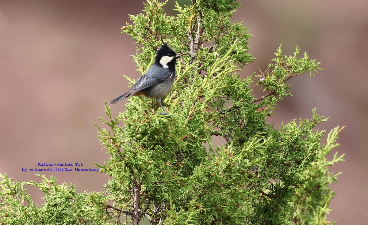 Rufous-vented Tit - ML638022737