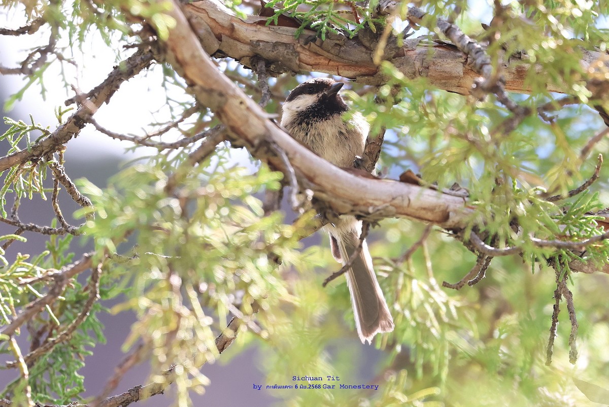 Sichuan Tit - ML638022744