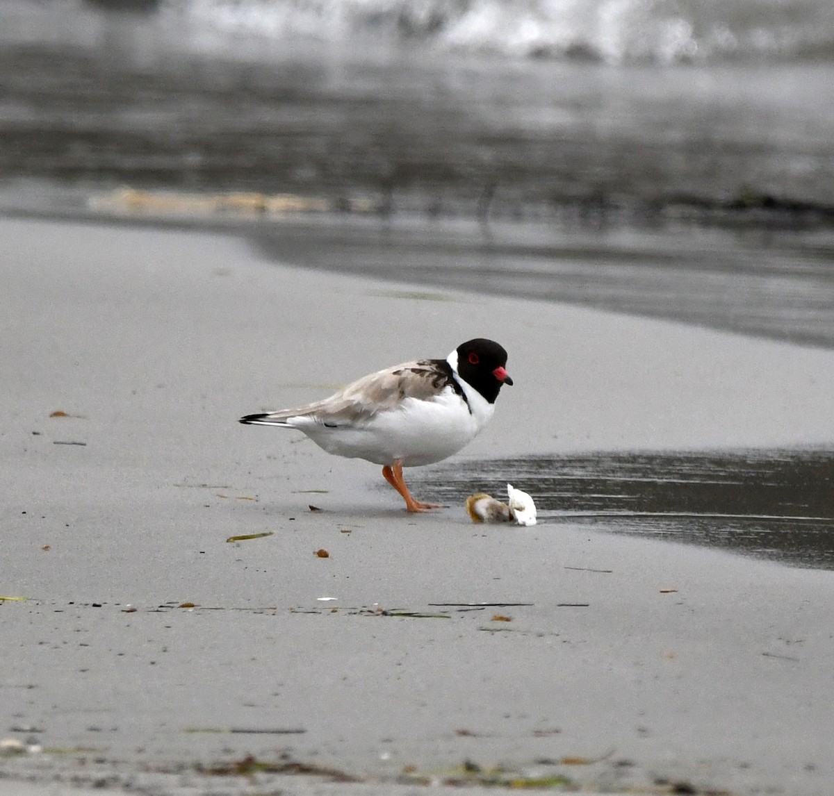 Hooded Plover - ML638022784