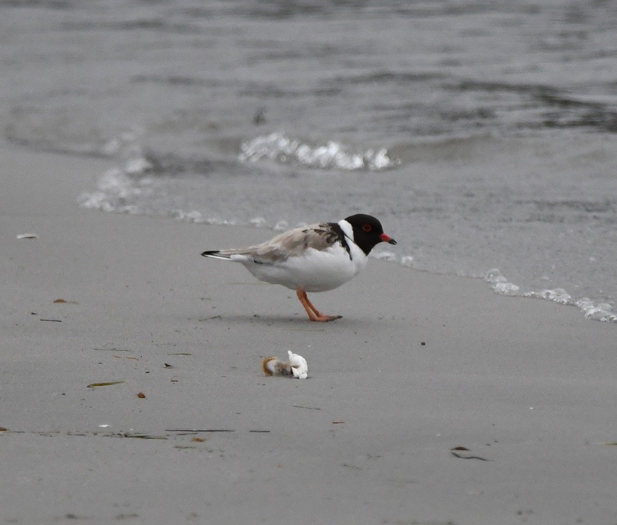 Hooded Plover - ML638022785