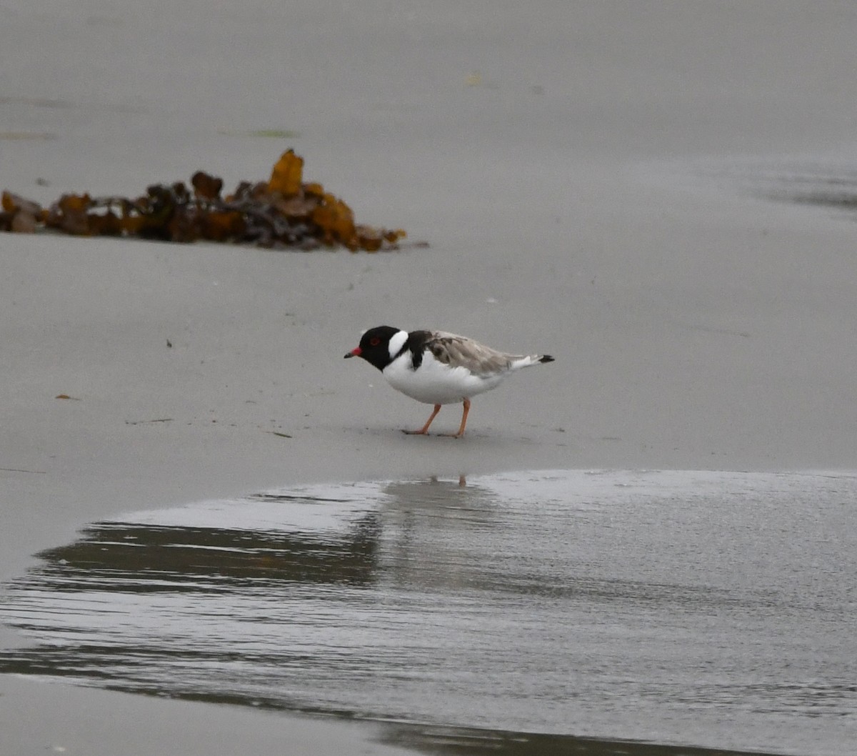 Hooded Plover - ML638022787