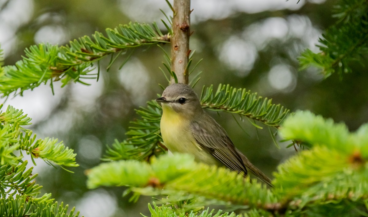 Philadelphia Vireo - ML638022788