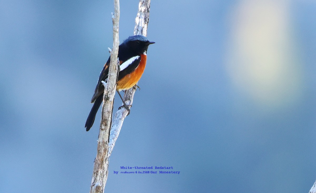 White-throated Redstart - ML638022797