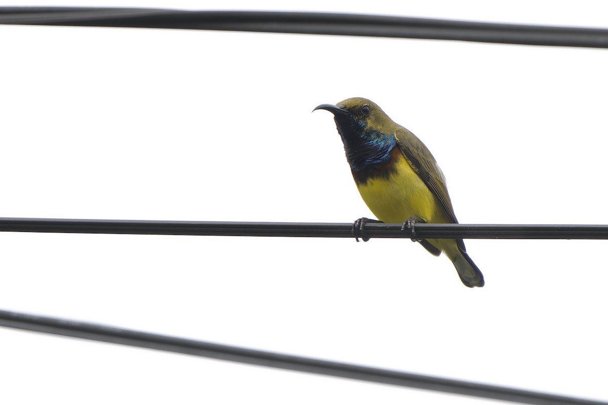 Ornate Sunbird (Ornate) - ML638022798