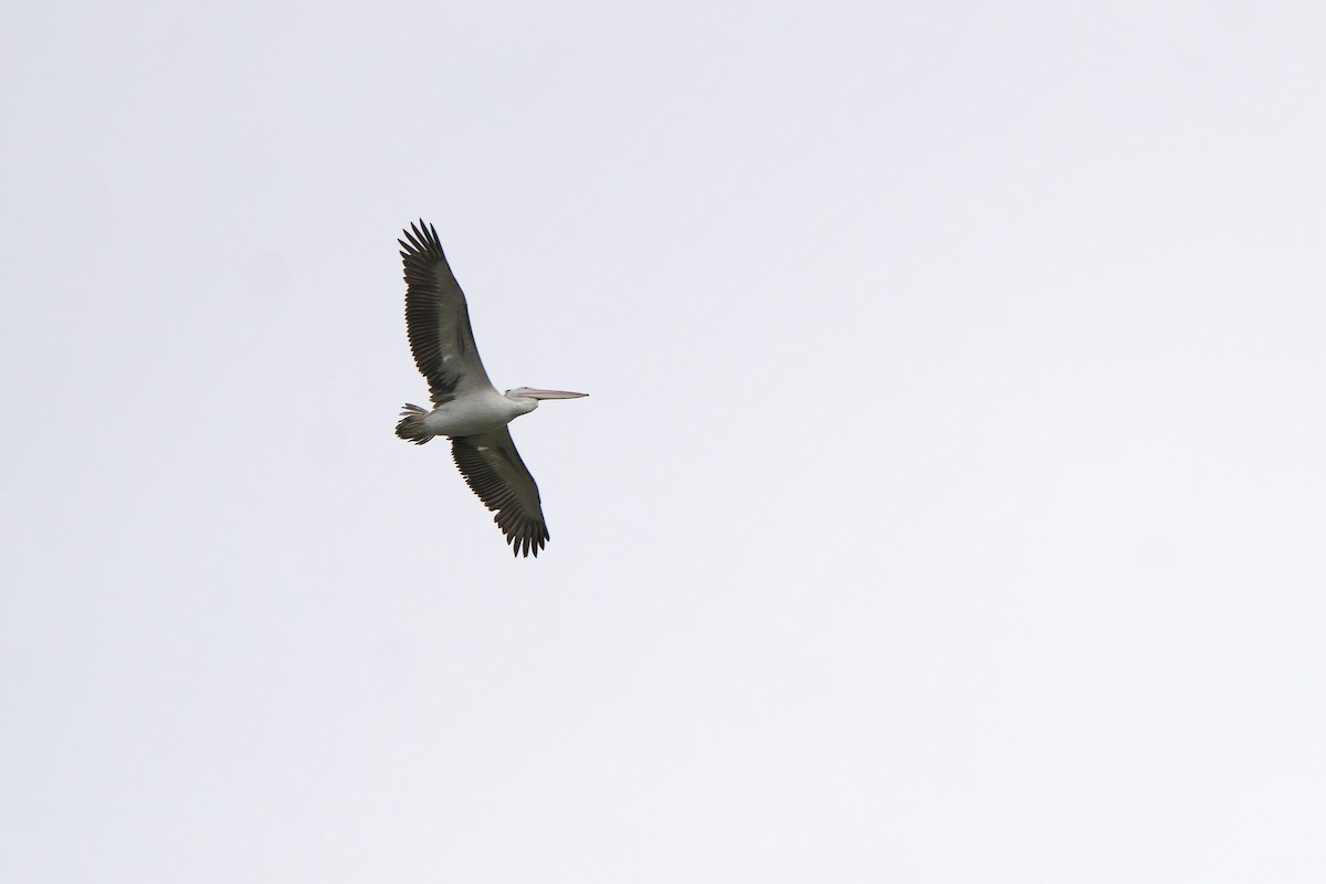 Spot-billed Pelican - ML638022820