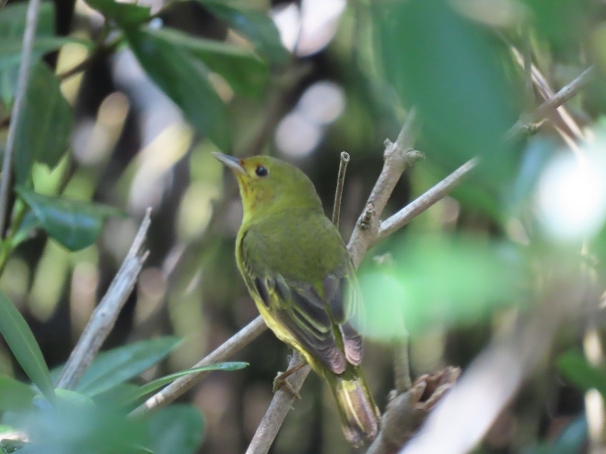 Yellow Warbler (Mangrove) - ML638022838