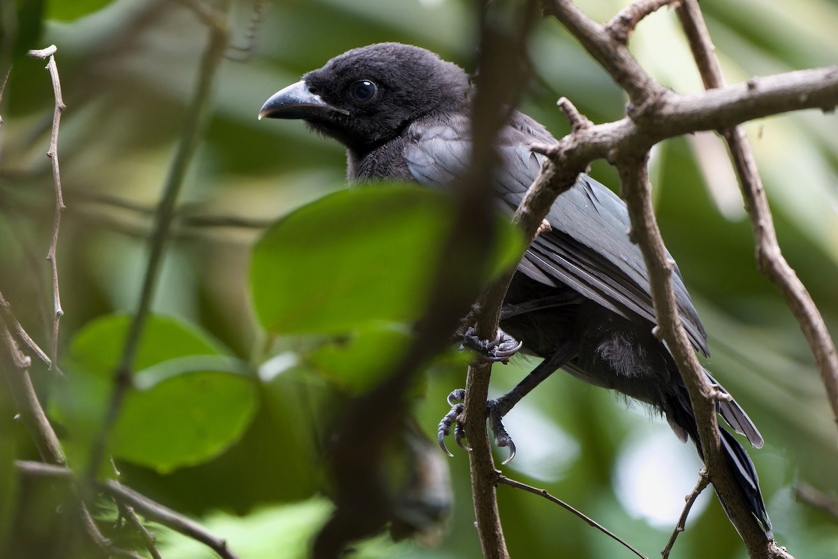 Racket-tailed Treepie - ML638022856