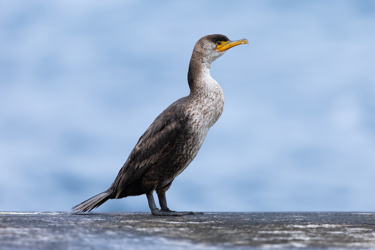 Japanese Cormorant - ML638022864