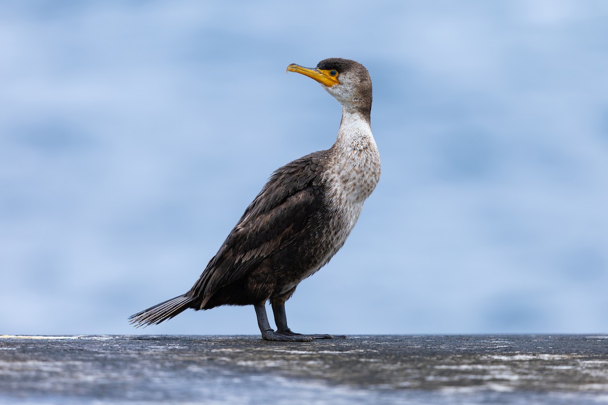 Japanese Cormorant - ML638022865