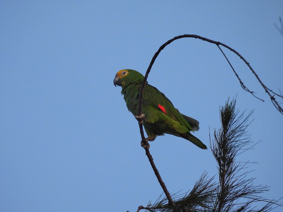 Yellow-crowned Amazon - ML638022886