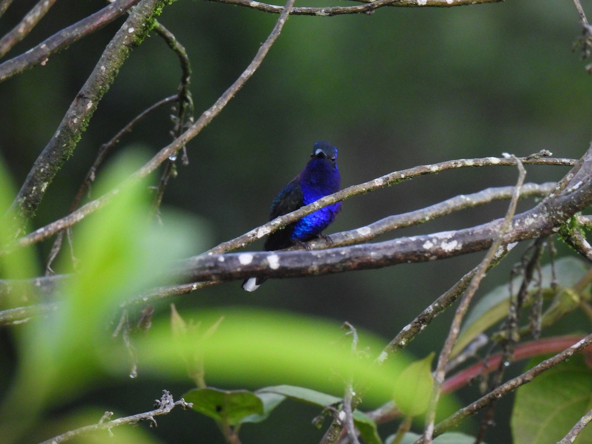 Violet Sabrewing - ML638022931