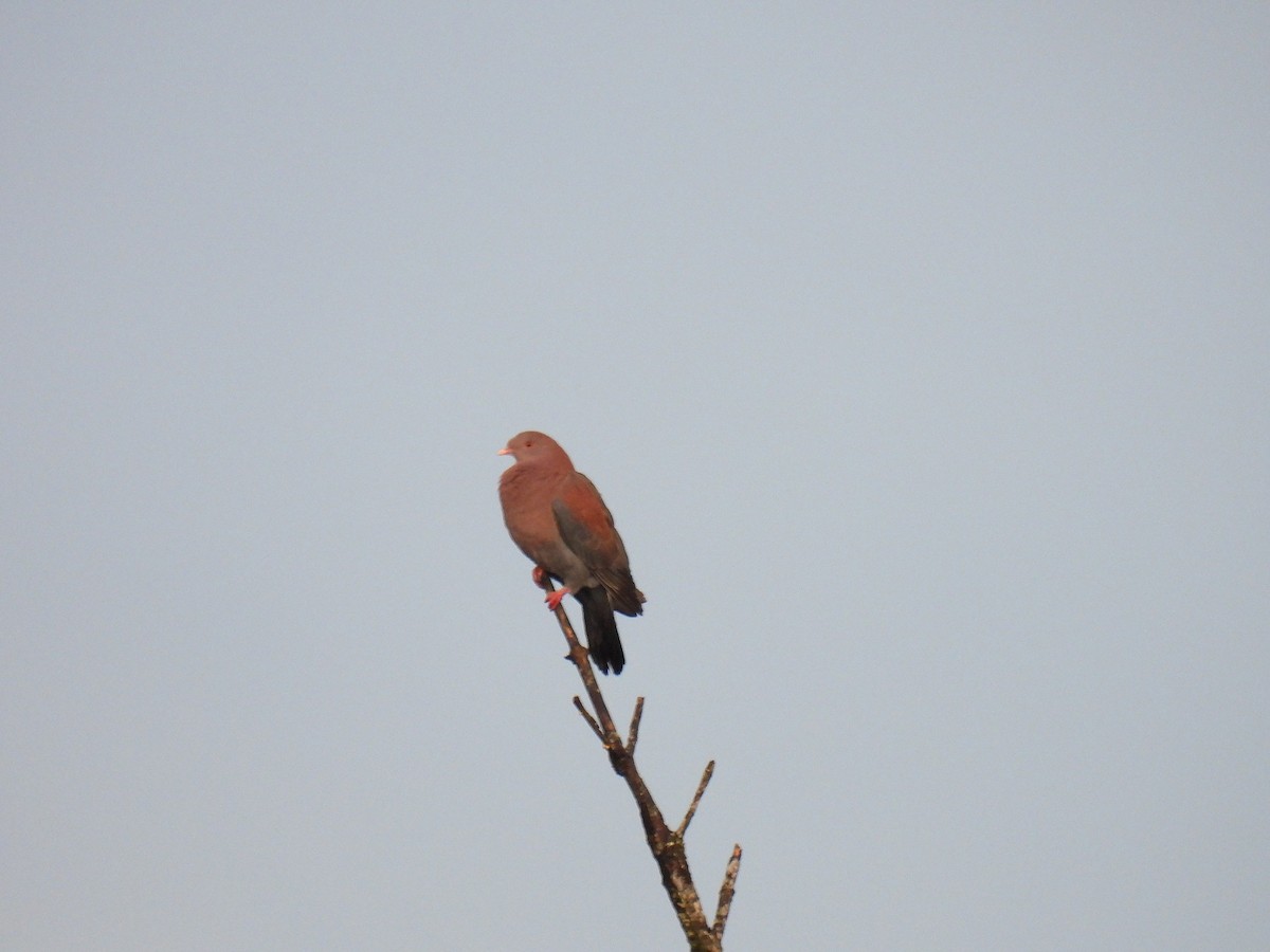 Red-billed Pigeon - ML638022933
