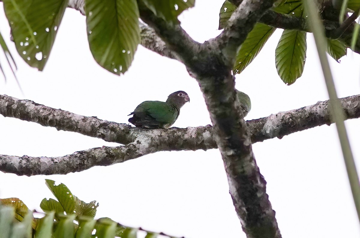 Brown-hooded Parrot - ML638022951