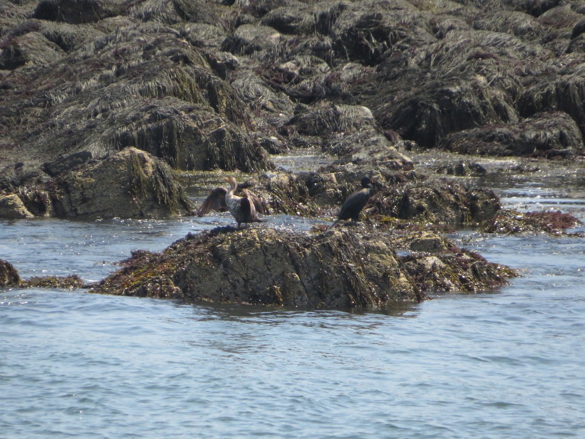 Double-crested Cormorant - ML638022955