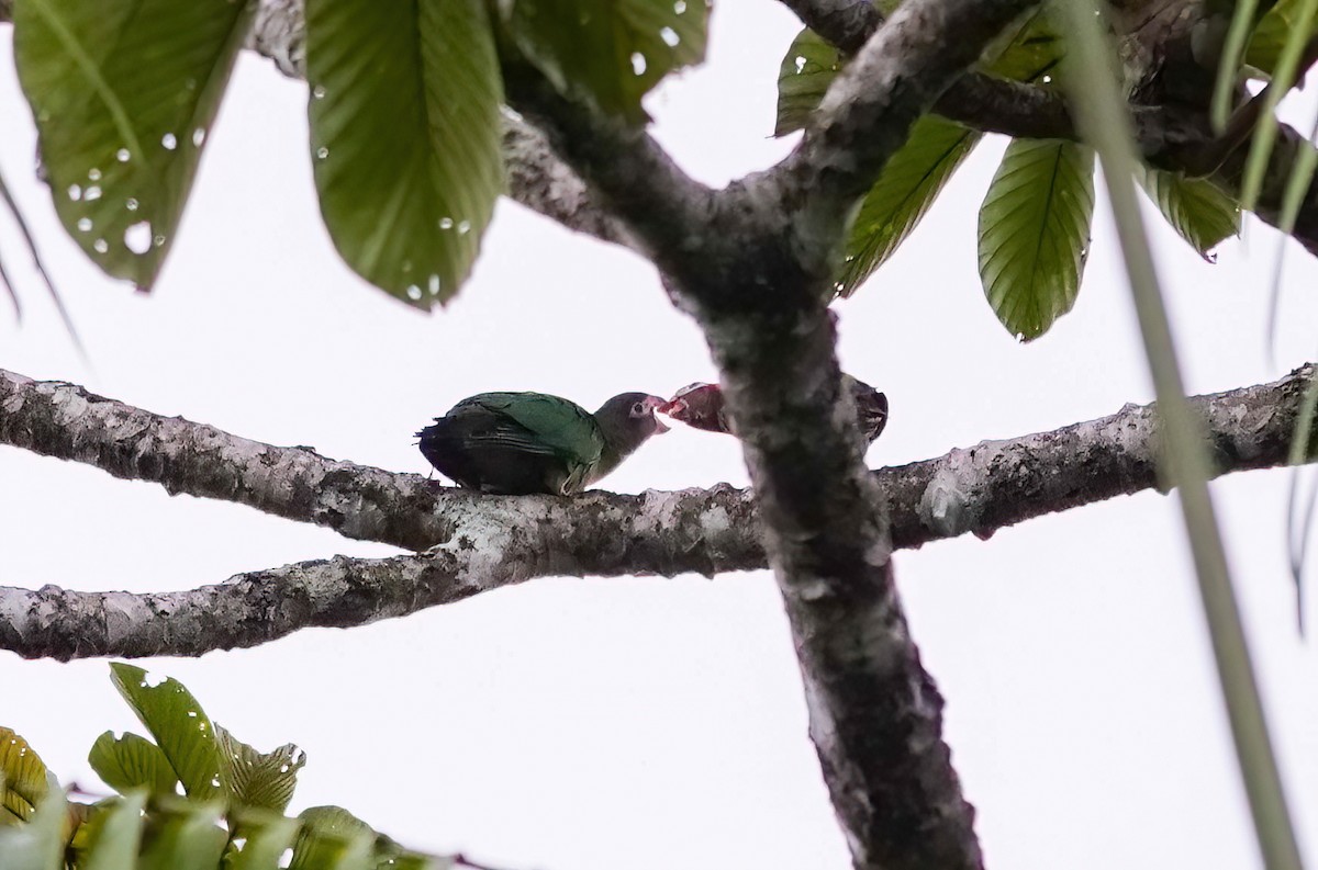 Brown-hooded Parrot - ML638022960