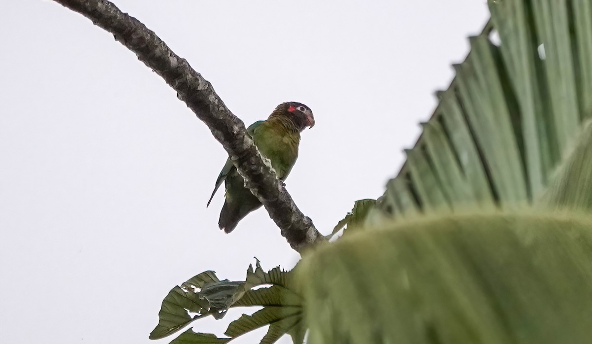 Brown-hooded Parrot - ML638022978