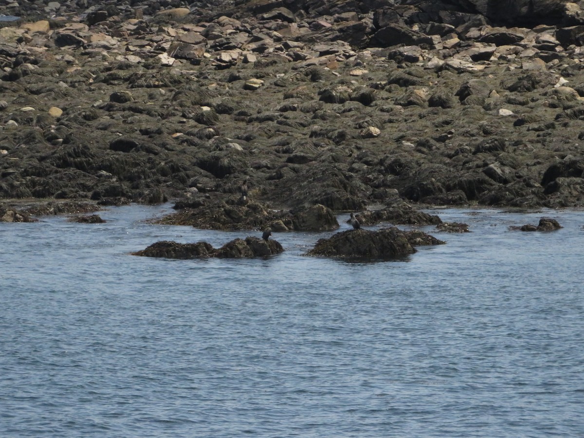 Double-crested Cormorant - ML638023048