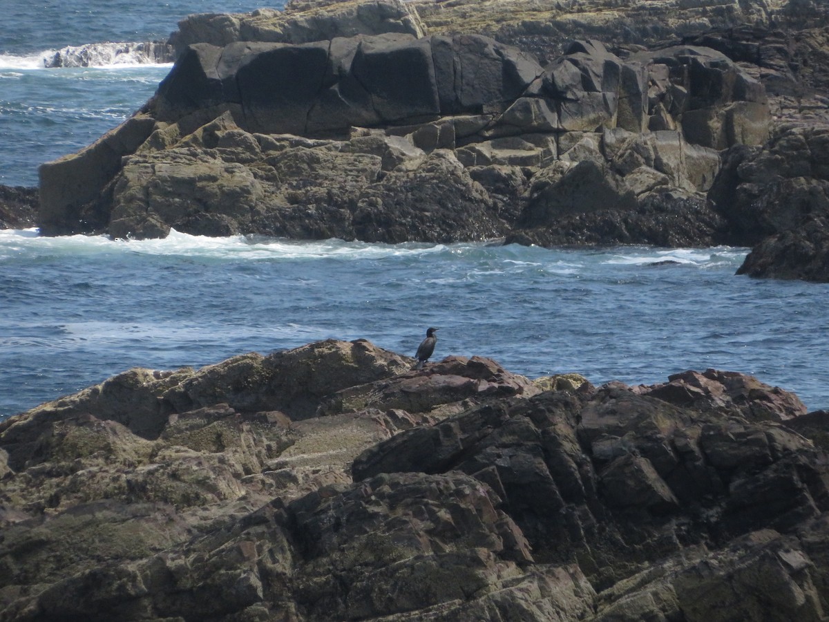 Double-crested Cormorant - ML638023052