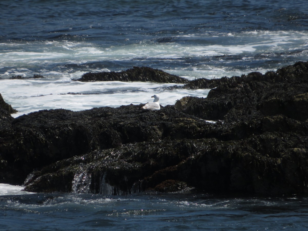 American Herring Gull - ML638023071