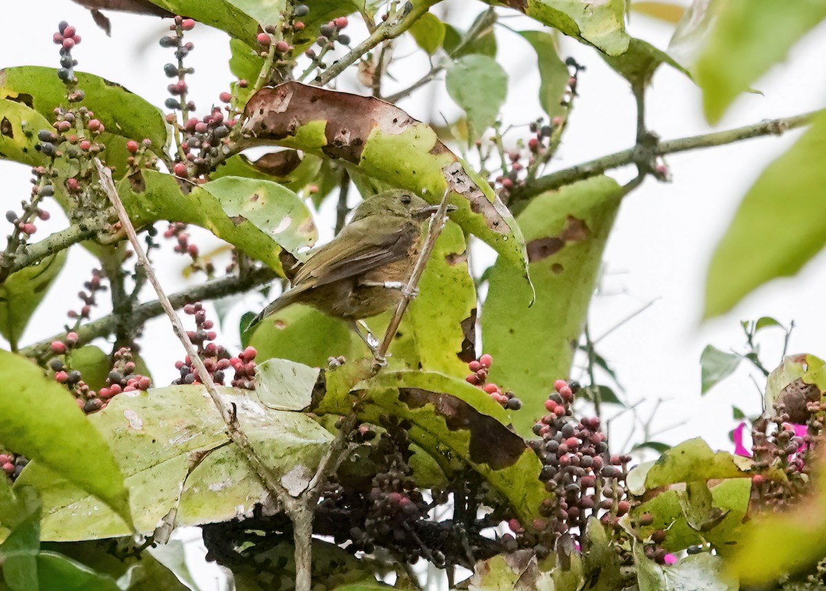 Ochre-bellied Flycatcher - ML638023078