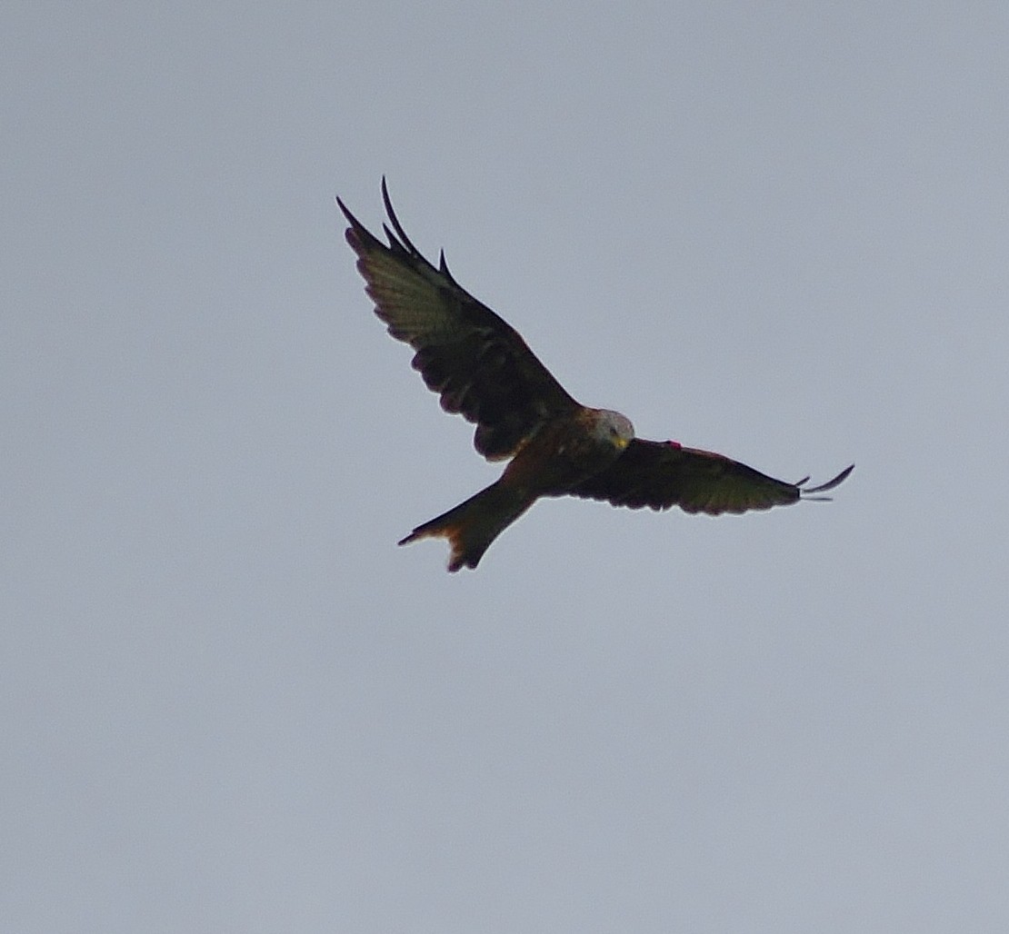 Red Kite - ML638023105