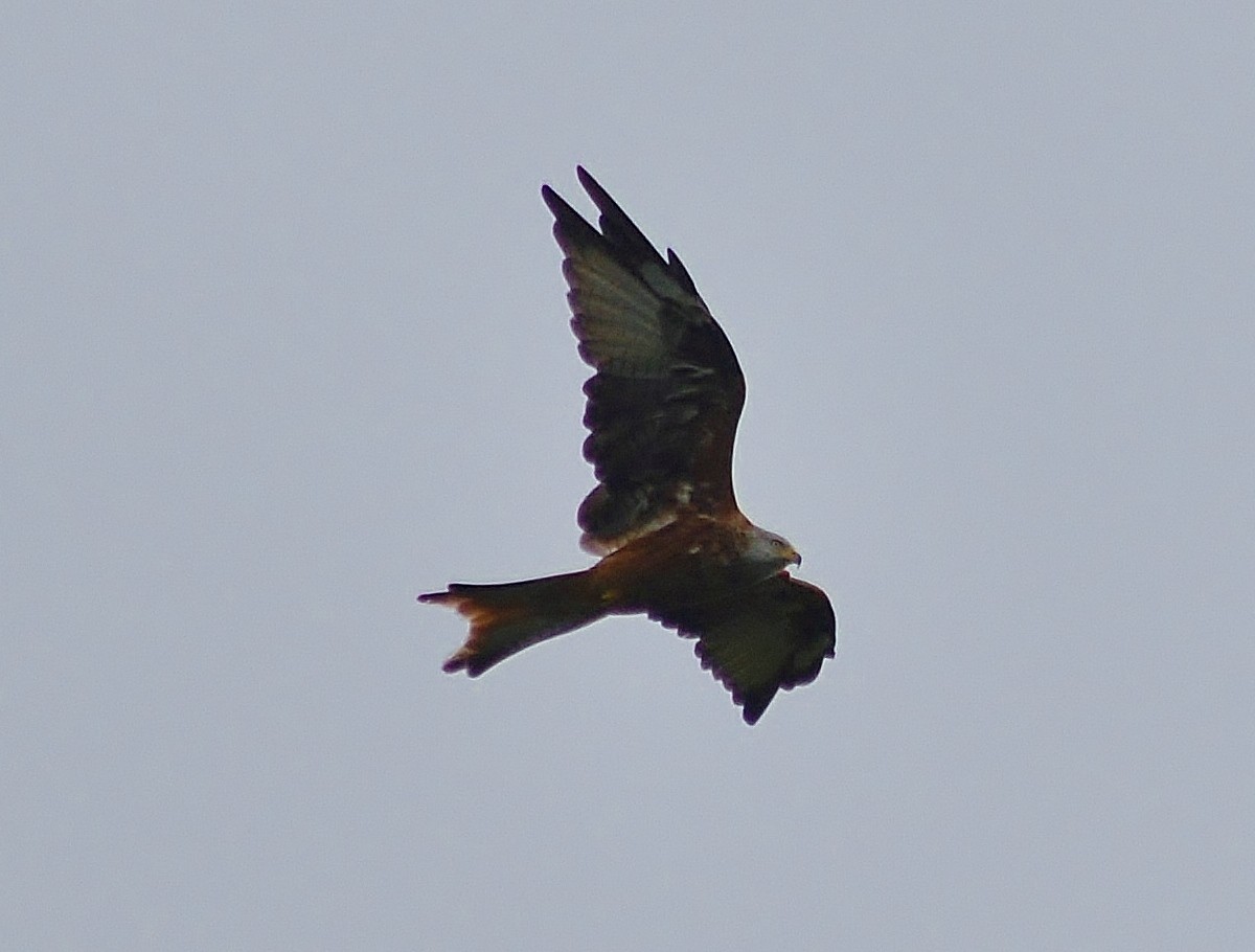 Red Kite - ML638023111