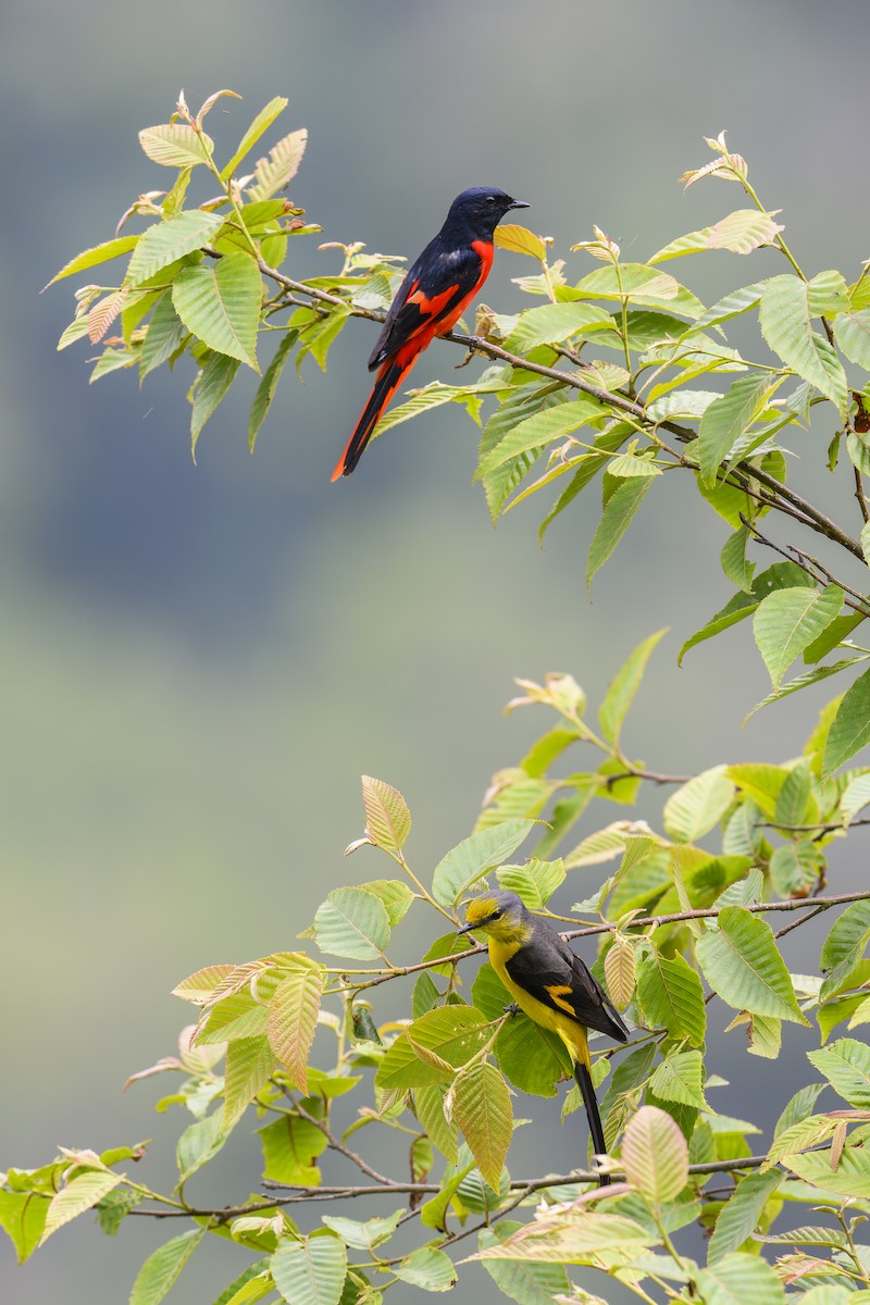 Short-billed Minivet - ML638023119