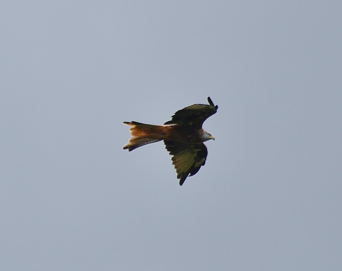 Red Kite - ML638023120