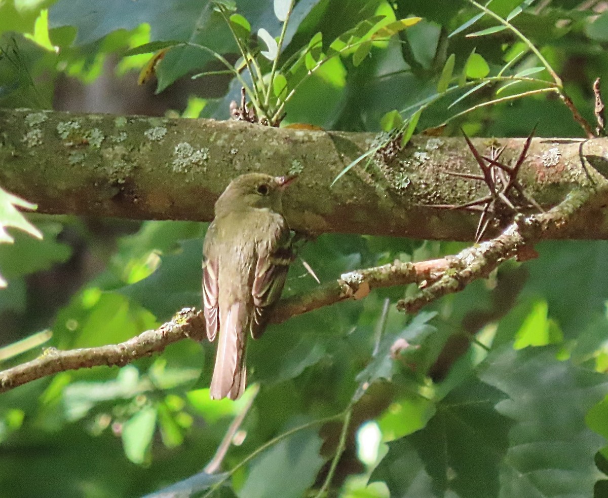 Acadian Flycatcher - ML638023121