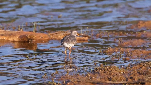 Spotted Sandpiper - ML638023128