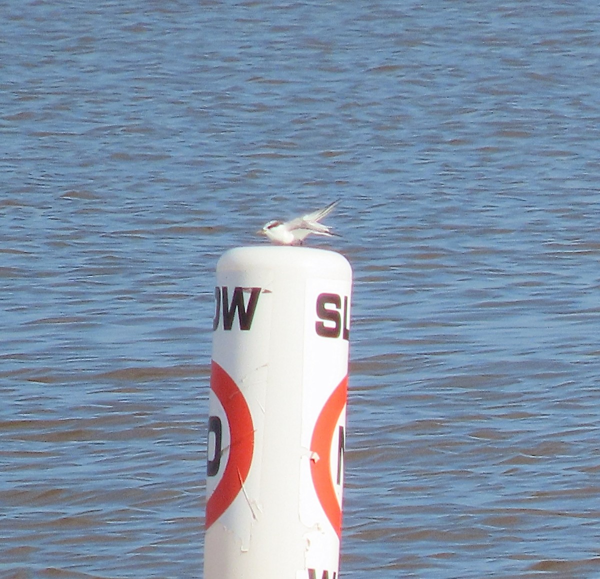 Least Tern - ML638023134