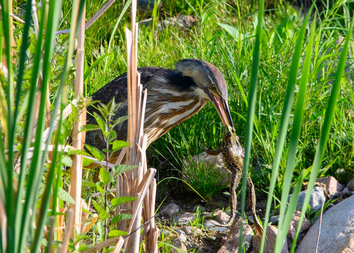American Bittern - ML638023141