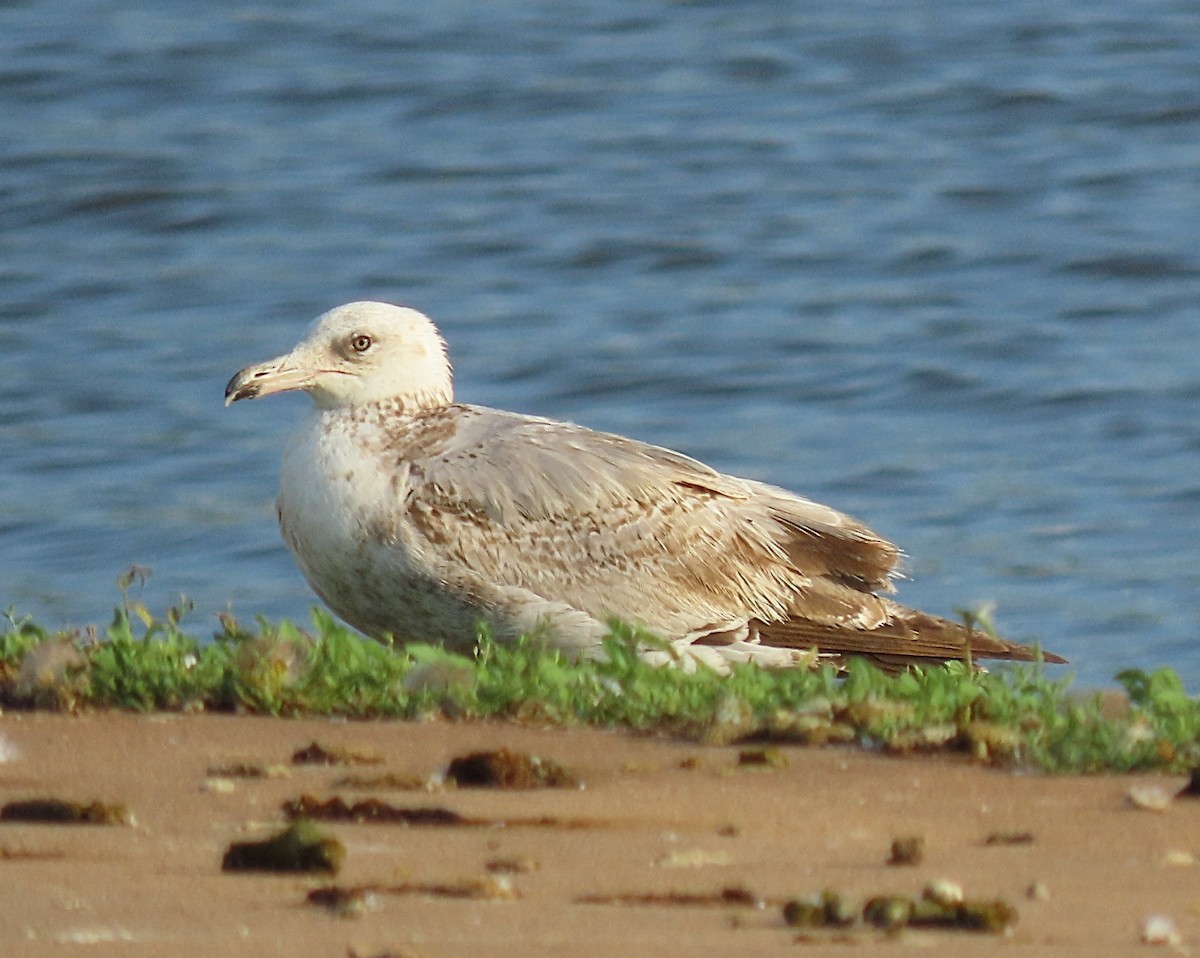 American Herring Gull - ML638023143