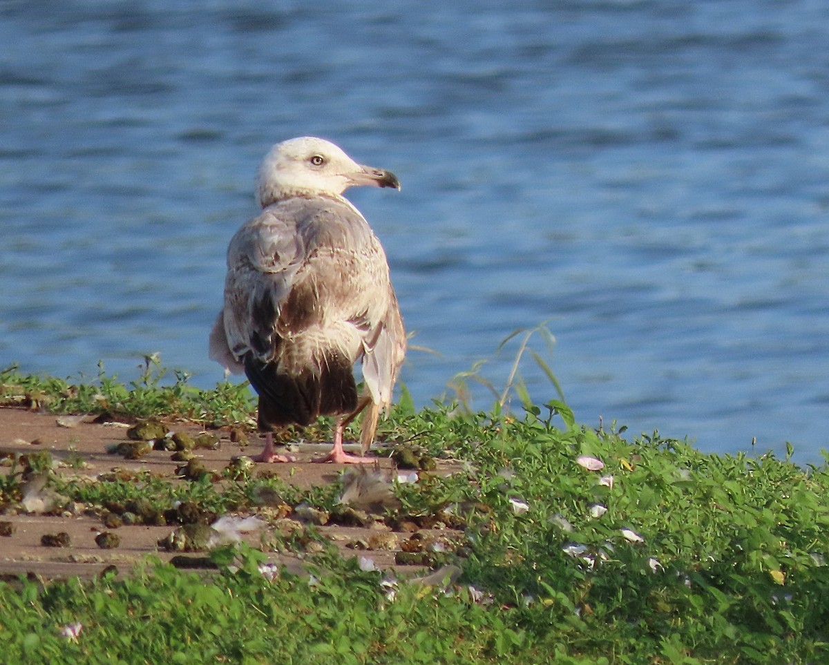 American Herring Gull - ML638023144