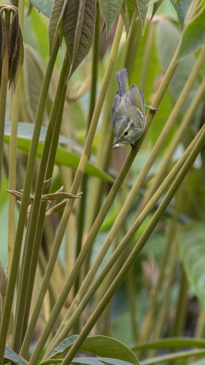 Blyth's Leaf Warbler - ML638023146