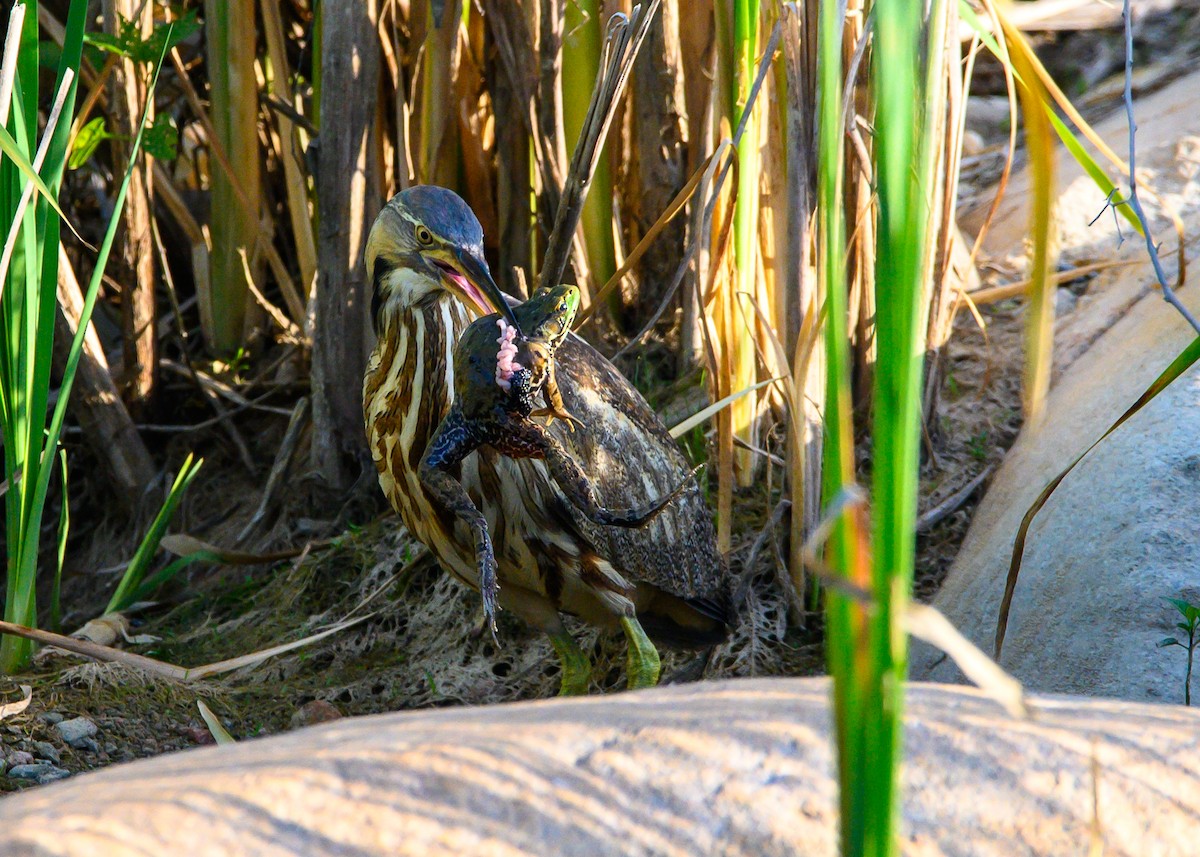American Bittern - ML638023147