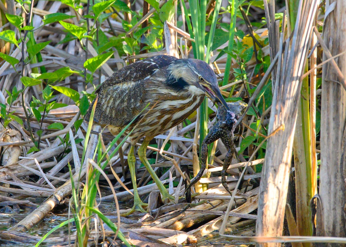 American Bittern - ML638023164