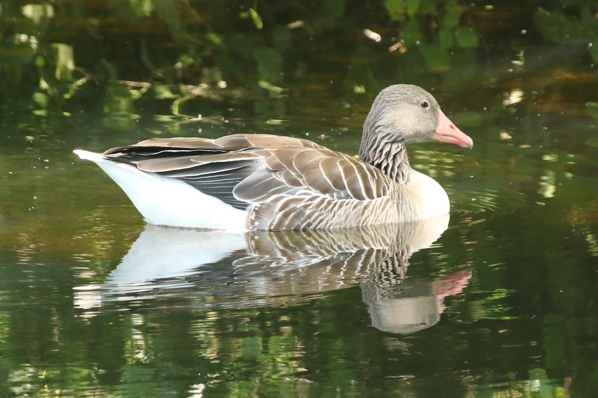 Graylag Goose - ML638023168