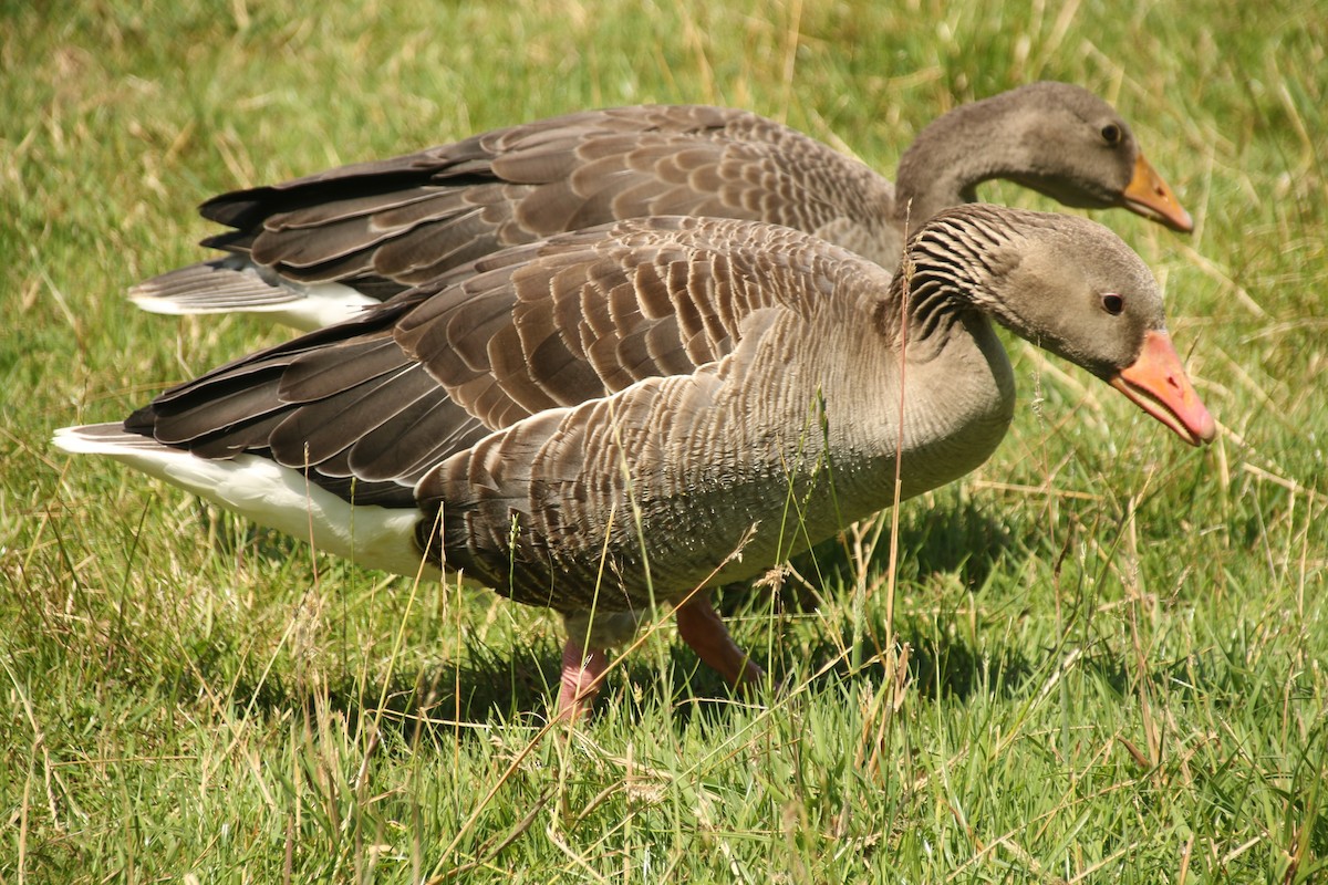 Graylag Goose - ML638023169